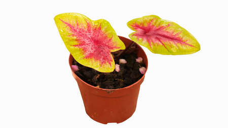 Top view Potted Caladium house plant isolated on white background with clipping path.の写真素材