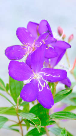 Selective focus Pleroma semidecandrum or Tibouchina, glory bush in bloom.の写真素材