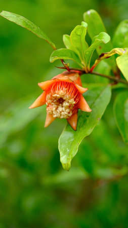Defocus pomegranate flowers blossom and green leaves in the garden.の写真素材