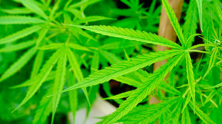 Close-up green cannabis foliage plant at outdoors garden.の写真素材