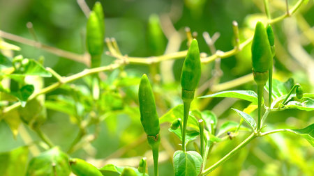 Green chilli pepper on tree, backyard garden concept.の写真素材