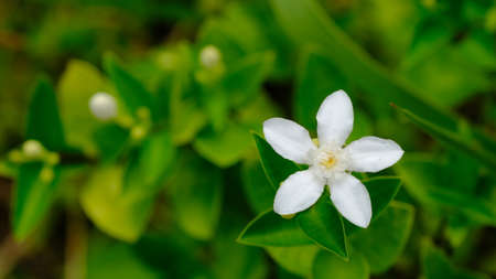 Selective focus Jasminum sambac is a species of jasmine native to tropical Asia, from the Indian...