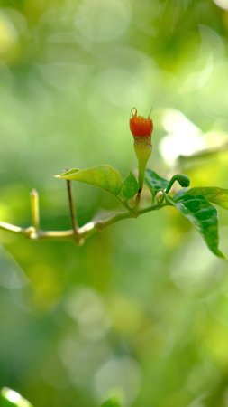 Selective focus twig of fresh chilli was taken from bird on bokeh background.の写真素材