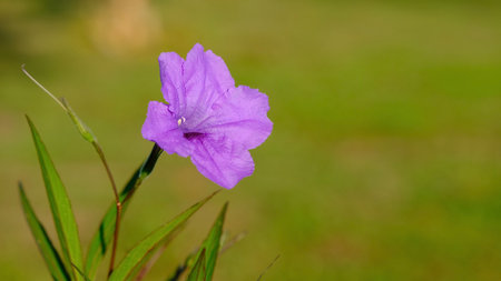 Beautiful purple flower Hygrophila erecta with blurred background.の写真素材