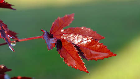 Selective focus cranberry hibiscus leaves, African rosemallow in the garden.の写真素材
