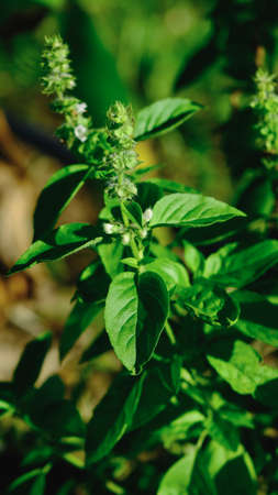 Lemon basil, hoary basil or Thai lemon basil is a hybrid between basil (Ocimum basilicum) and...
