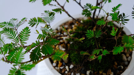 Top view Mimosa pudica or sensitive plant  in white ceramic pot isolated on white background. (Selective focus)の写真素材