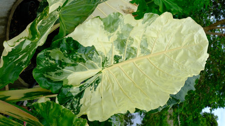 Heart shaped of Variegated Alocasia, commonly known as Elephant Ear,  plant for indoor garden. (Alocasia Macrorrhiza Variegata)の写真素材