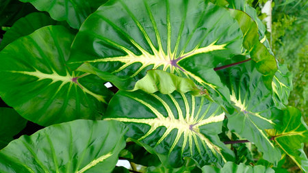 Big heart shape Alocasia Odora in the garden, leaves background.の写真素材