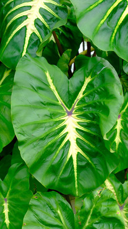 Big heart shape Alocasia Odora in the garden, leaves background.の写真素材
