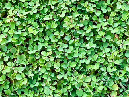 Green micro clover leaves as background.