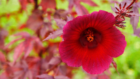 Cranberry hibiscus or African rosemallow (Hibiscus acetosella) blossom in the garden.の写真素材