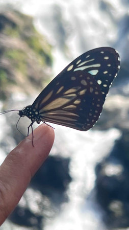 Selective focus dark blue tiger butterfly on index finger.の写真素材