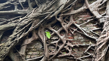 Defocused beautiful old brick  with tree roots growth on it.