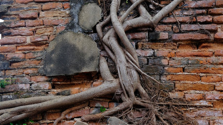 Defocused beautiful old brick  with tree roots growth on it.の写真素材