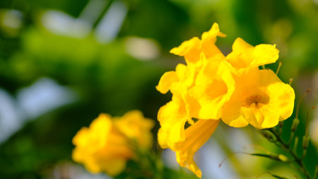 Selective focus Yellow Bell, Yellow Elder, Trumpet Vine blooming in summer season.の写真素材