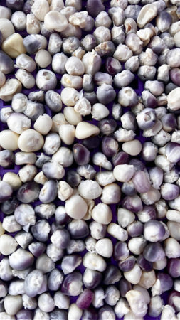 Background of sweet purple corn seedsの写真素材