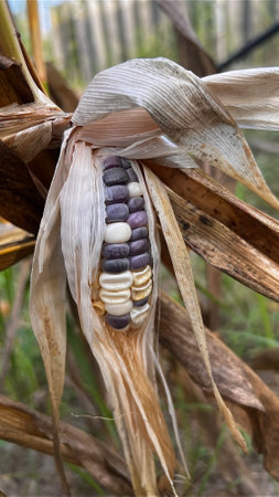 Spoiled corn cob on  field in  hot summer day.の写真素材