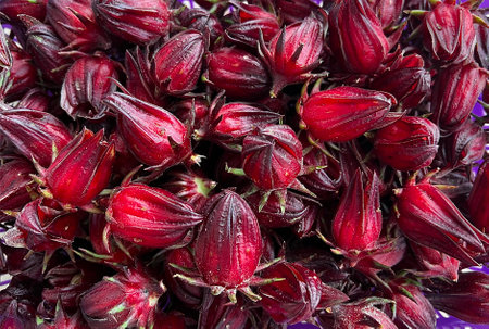 Pile of fresh roselle fruit as background.の写真素材