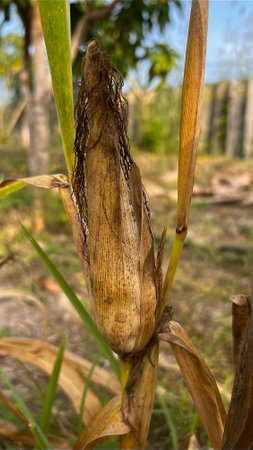 Drought in corn farms, global Warming.の写真素材