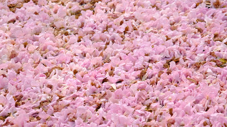 Many pink trumpet flowers (Tabebuia rosea) fall on the ground like carpet, soft focus.の写真素材