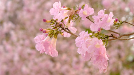Full blossom of  pink trumpet tree or Tabebuia rosea in spring season, Soft focus amazing floral tabebuia pink tree flower.の写真素材