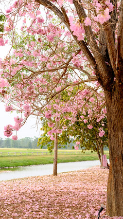Full blossom of  pink trumpet tree or Tabebuia rosea in spring season, Soft focus amazing floral tabebuia pink tree flower.の写真素材