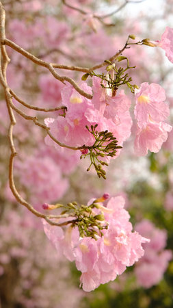 Full blossom of  pink trumpet tree or Tabebuia rosea in spring season, Soft focus amazing floral tabebuia pink tree flower.の写真素材