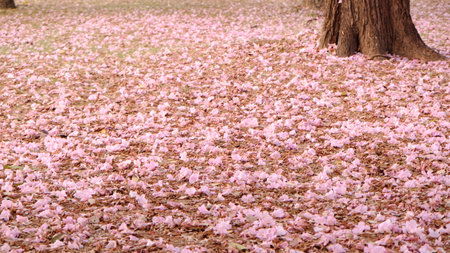 Many pink trumpet flowers (Tabebuia rosea) fall on the ground like carpet, soft focus.の写真素材