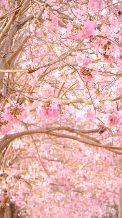 Full blossom of  pink trumpet tree or Tabebuia rosea in spring season, Soft focus amazing floral tabebuia pink tree flower.の写真素材