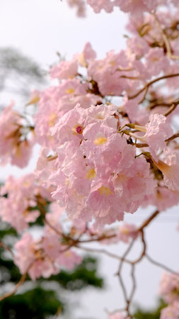 Full blossom of  pink trumpet tree or Tabebuia rosea in spring season, Soft focus amazing floral tabebuia pink tree flower.の写真素材