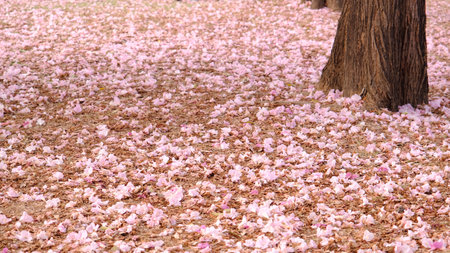 Many pink trumpet flowers (Tabebuia rosea) fall on the ground like carpet.の写真素材