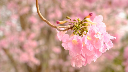 Full blossom of  pink trumpet tree or Tabebuia rosea in spring season, Soft focus amazing floral tabebuia pink tree flower.の写真素材