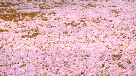 Many pink trumpet flowers (Tabebuia rosea) fall on the ground like carpet.の写真素材