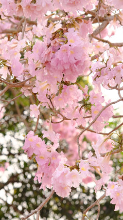Full blossom of  pink trumpet tree or Tabebuia rosea in spring season, Soft focus amazing floral tabebuia pink tree flower.の写真素材