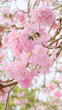 Full blossom of  pink trumpet tree or Tabebuia rosea in spring season, Soft focus amazing floral tabebuia pink tree flower.の写真素材