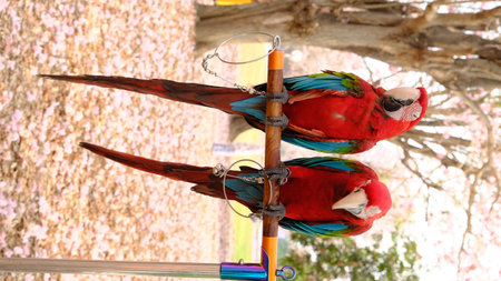 Colorful couple macaws sitting on log with full blossom of pink trumpet flowers behind.の写真素材