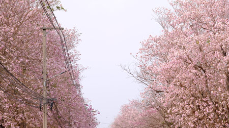 Full blossom of  pink trumpet tree or Tabebuia rosea in spring season, Soft focus amazing floral tabebuia pink tree flower.の写真素材