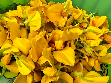 Pile of fresh  Crotalaria juncea or sunn hemp flowers.の写真素材