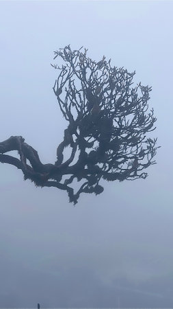 Beautiful tree stand alone in the fog, misty forest landscape.の写真素材