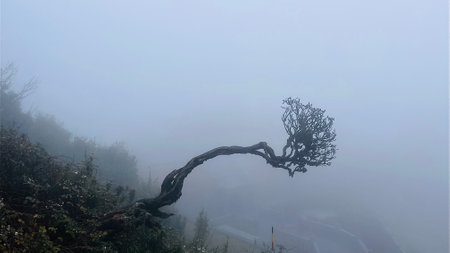 Beautiful tree stand alone in the fog, misty forest landscape.の写真素材