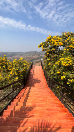 A wooden skywalk on the top of the mountain.の写真素材