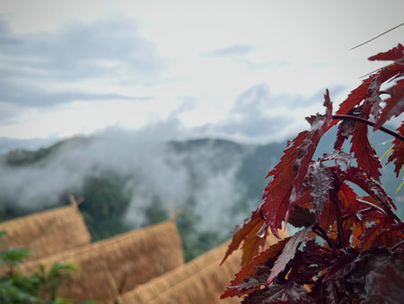 Scenic view of  misty mountain in rain  season at  Doi Pha Hee, Chiang Rai, Thailand.の写真素材