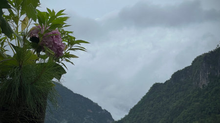 Scenic view of  misty mountain in rain  season at  Doi Pha Hee, Chiang Rai, Thailand.の写真素材