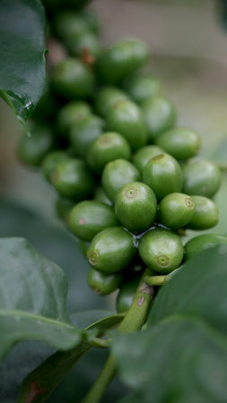 Selective focus branch green coffee bean on  tree.の写真素材