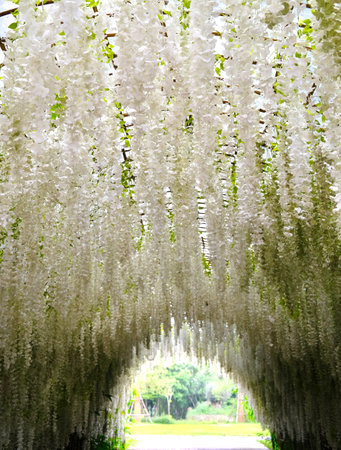 Beautiful white wisteria flower tunnelの写真素材
