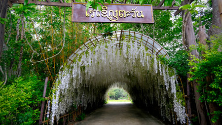Beautiful white wisteria flower tunnelの写真素材
