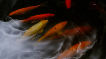 Abstract blurry koi fishes  play in pool with smoke machine.の写真素材