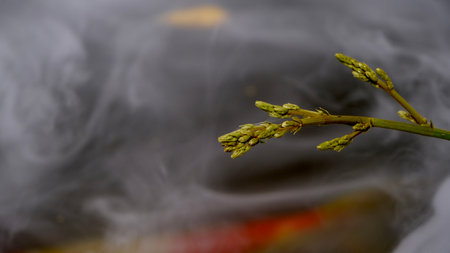 Abstract blurry koi fishes  play in pool with smoke machine.の写真素材