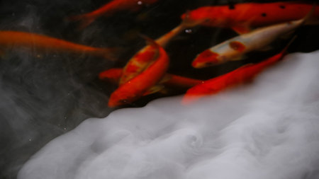 Abstract blurry koi fishes  play in pool with smoke machine.の写真素材